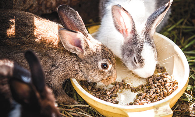 Due conigli che mangiano la loro pappa