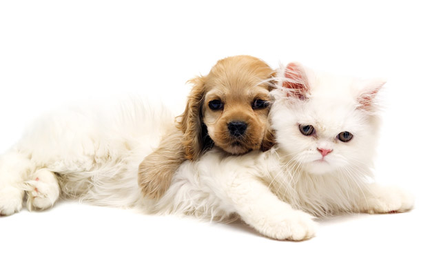 Nella foto un cucciolo e un gattino
