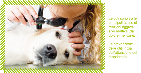 Immagine di un cane dal veterinario per una visita all'orecchio