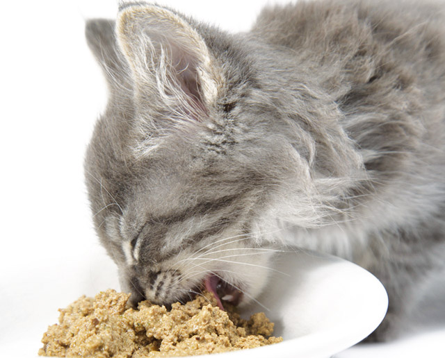 mangimi in scatola umidi gatto che sta mangiando nella sua ciotola