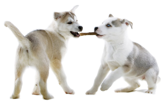 Nella foto due cuccioli che giocano tirando la corda tra di loro
