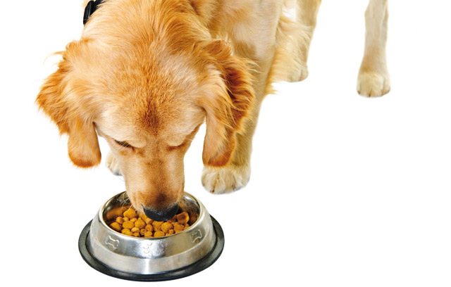 Una corretta alimentazione nella foto un cane che mangia nella sua ciotola cibo secco