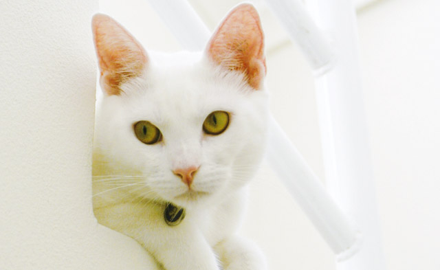 Bellissimo gatto bianco in primo piano con problemi all'orecchio