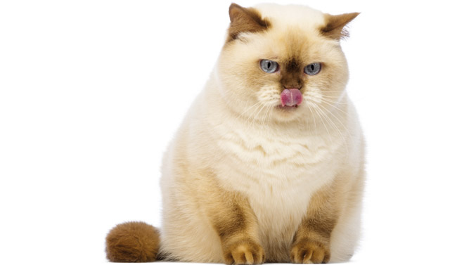 Gatto persiano in sovrappeso