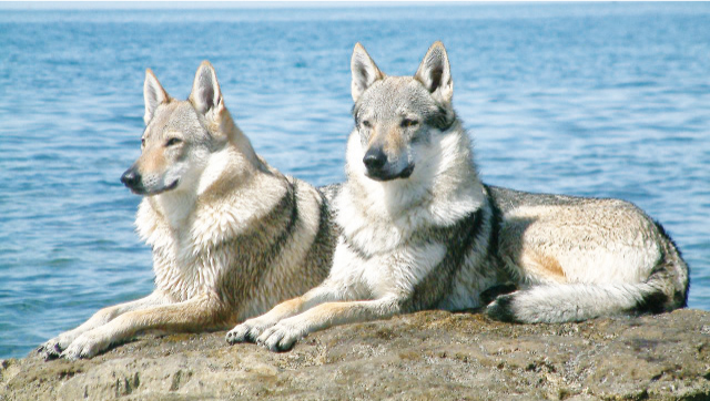 due splendidi lupi cecoslovacchi al mare