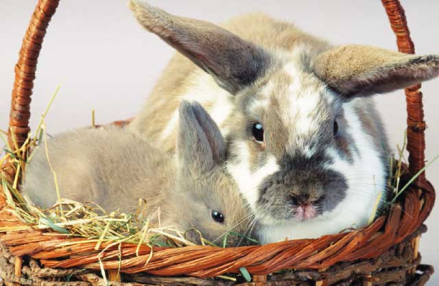 accogliere casa coniglio una coppia di conigli nel cesto
