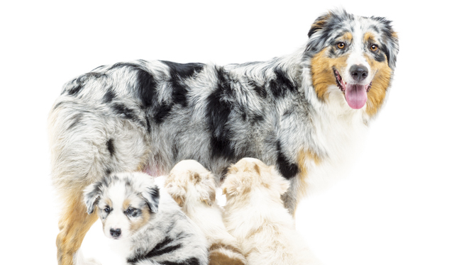 cani pastore australiano con cuccioli facilmente esposti a vermi gastrointestinali