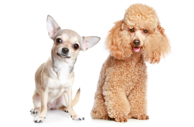 Immagine di due cani di piccola taglia