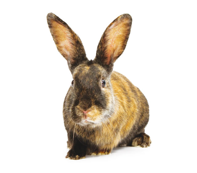 Immagine di un coniglio da compagnia 