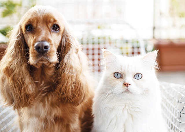 Primo piano nella foto di un cane coker e gatto persiano bellissimo
