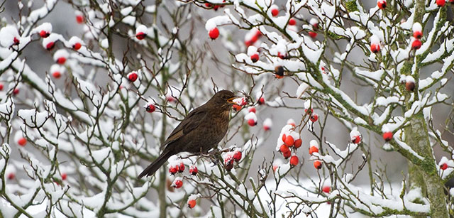 Un passerotto su in albero in inverno con la neve
