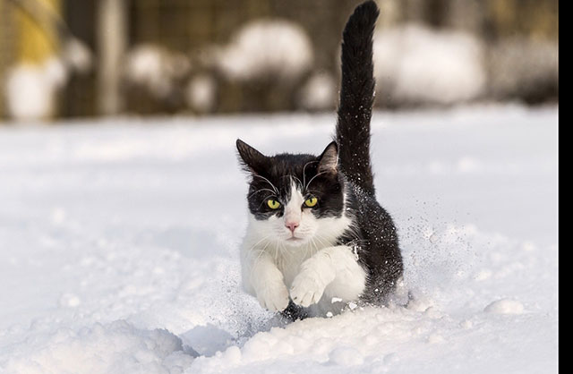 Gatto bianco e nero che salta sulla neve