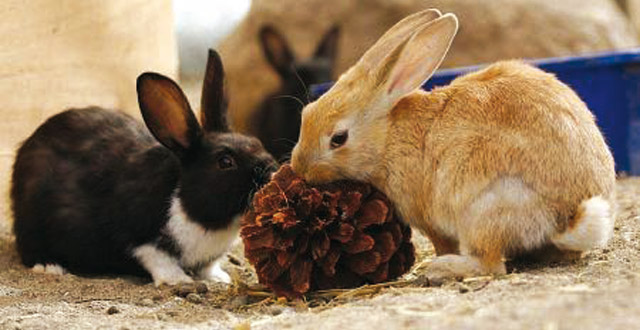 I nove falsi miti sui conigli due conigli in primo piano