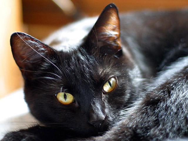 Immagine di un gatto nero in primo piano per aliment