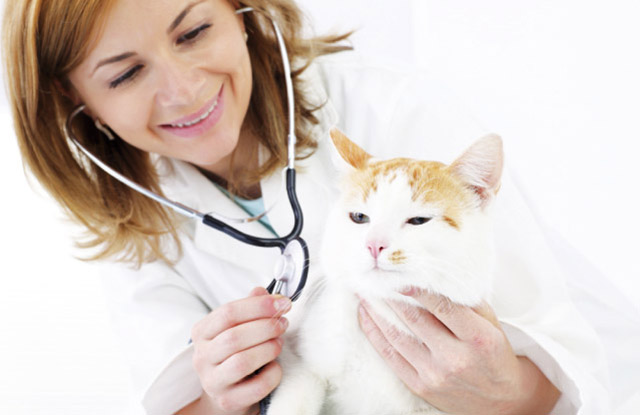 Veterinaria mentre stà visitando un gatto contro la bronchite felina