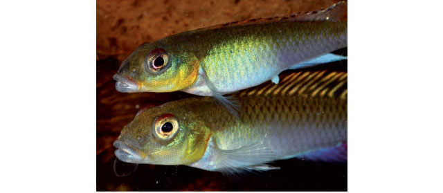 Una coppia di pesci nanochromis argento