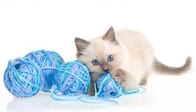Un gattino con dei rotoli di filo per giocarci