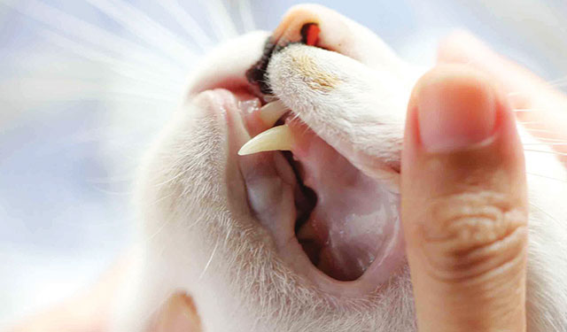 dente incisivo del gatto in primo piano