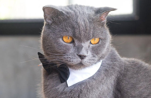 Bellissimo gatto grigio elegante con fiocchino al collo