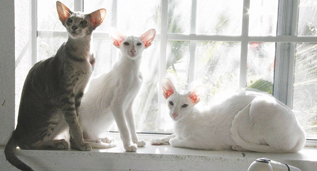 Immagini del gatto Orientale tre gatti davanti alla finestra