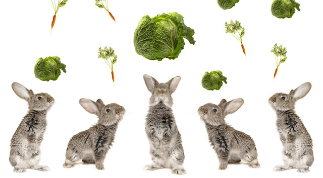 alcuni conigli con ortaggi e verdure