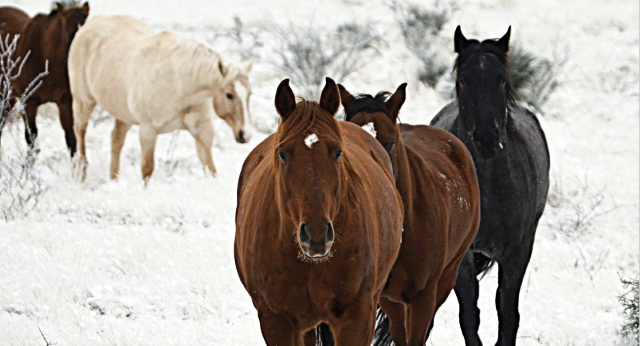 Gruppo di cavalli in un contesto con la neve in inverno