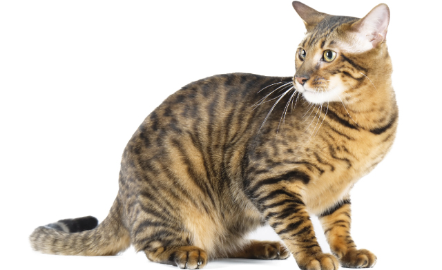 L'asma nei gatti: sintomi e cure gatto europeo in primo piano