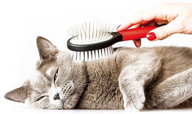 Spazzolare il gatto spesso è una delle soluzioni
Gatto in primo piano che si lascia spazzolare per evitare boli di pelo
