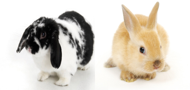 Essere sicuri di adottare un coniglio prima di acquistarlo