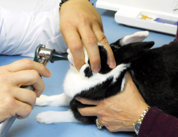 controllo del coniglio dal veterinario