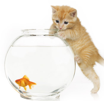 Nella foto un gatto con una palla con l'acqua e un pesce rosso