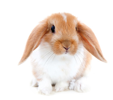 Anche i conigli tra gli animali che ci migliorano la vita