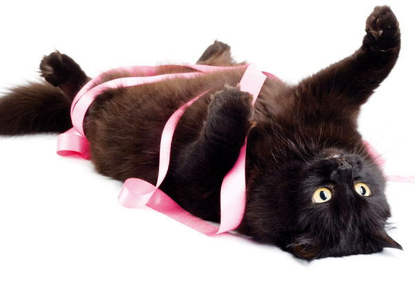 un gatto nero a pancia in sù  per il gioco per i pet