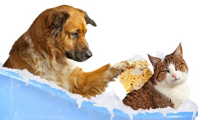 Nella foto per il mantenimento del manto sano del cane e del gatto un cane che lava il gatto