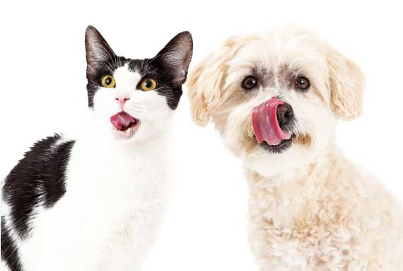 Cane e gatto: l’importanza di un manto sano