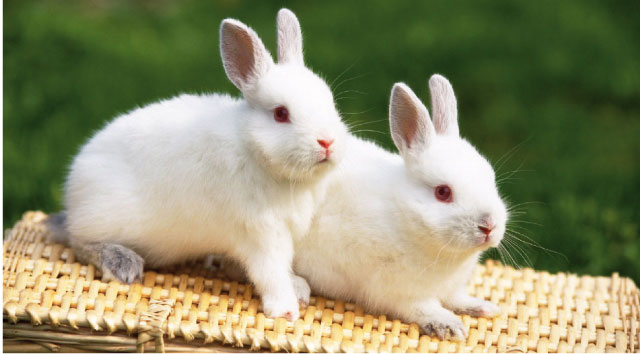 Conigli bianchi per una casa a misura di coniglio