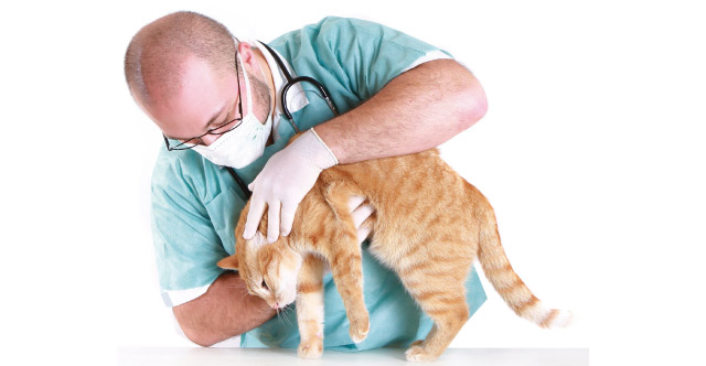 Nell'immagine un gatto con il veterinario