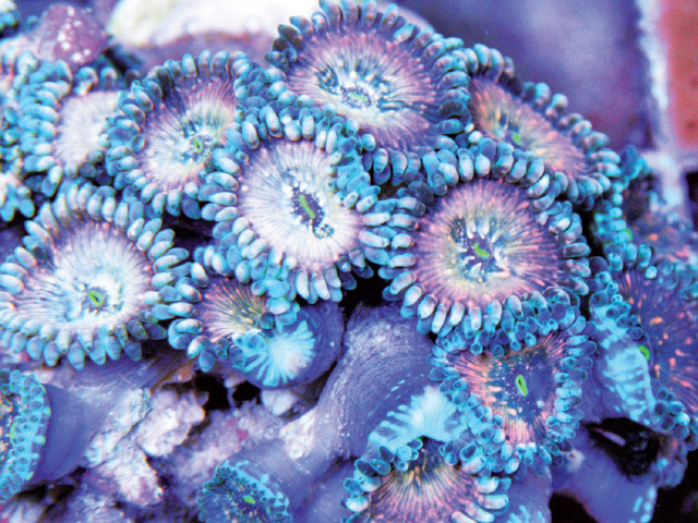 foto di anemoni in acquario marino