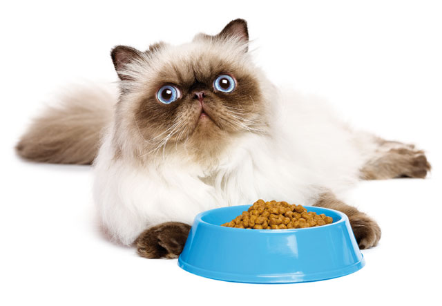 Immagine di un gatto davanti alla ciotola con il cibo
