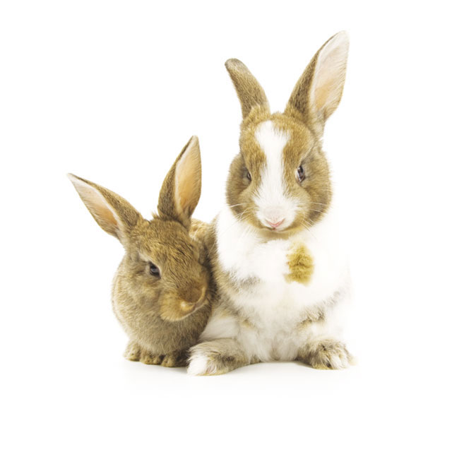 Immagine di due coniglietti 