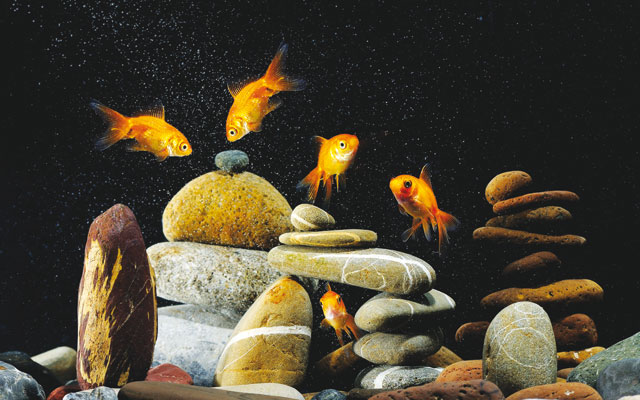 pesci rossi in un acquario con fondale in pietre 