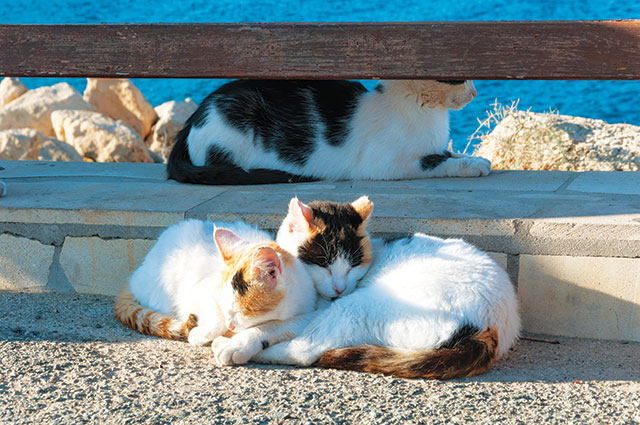 Immagini di gatti contro gli abbandoni