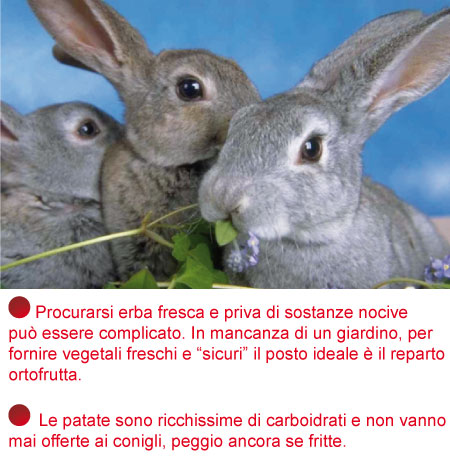 mangiare fresco per il coniglio