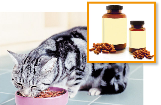 Integratori alimentari per cani e gatti nella foto un gatto che mangia nella sua ciotola
