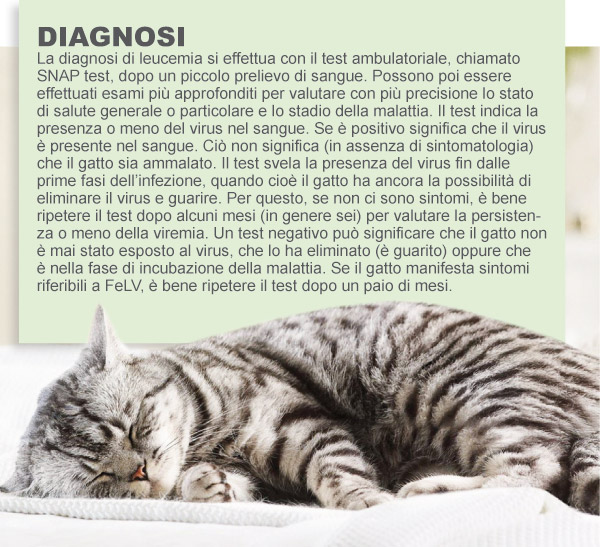Immagine di un gatto con leucemia felina e quadretto con diagnosi di leucemia