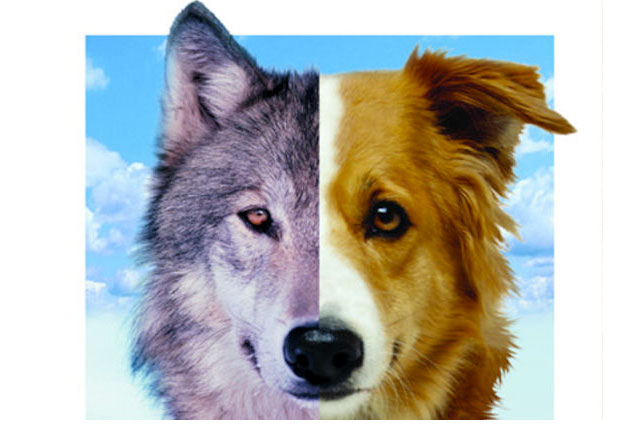 Immagine di un metà cane e metà lupo