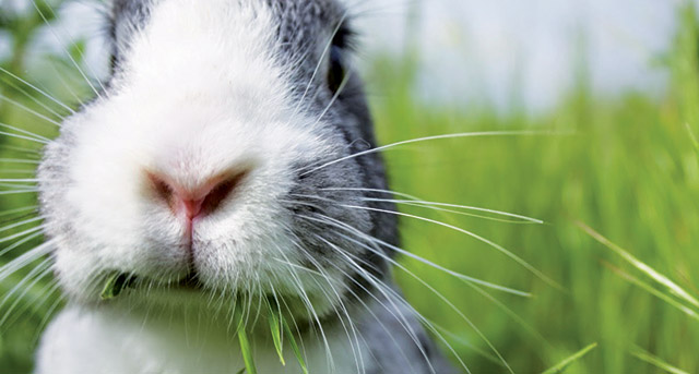 immagine del naso del coniglio per i consigli sulla sua salute