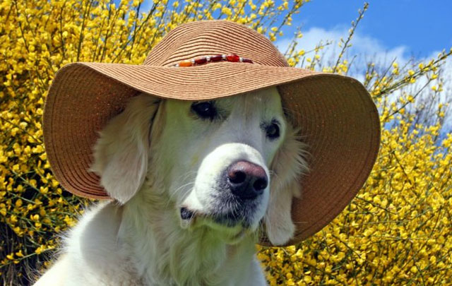 Animali domestici ecco cosa fare con il caldo foto di un cane con il cappello