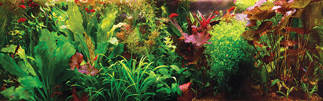 immagini di un acquario con le sue bellissime piante