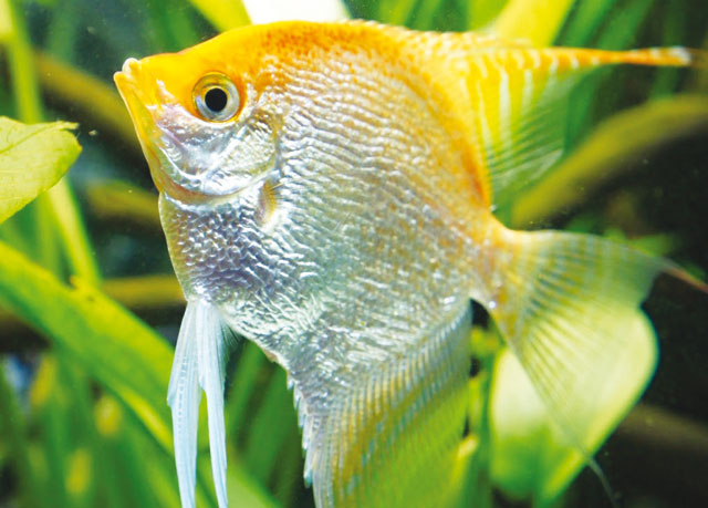 Primo piano del pesce chiamato Scalare  di colore giallo e argentato